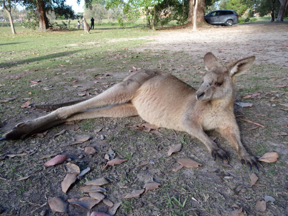 オーストラリアのシドニーから12キロ。morisset parkのくつろぐカンガルー