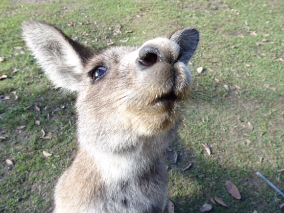 morisset parkのカンガルーはこんなに近くまで寄ってきます