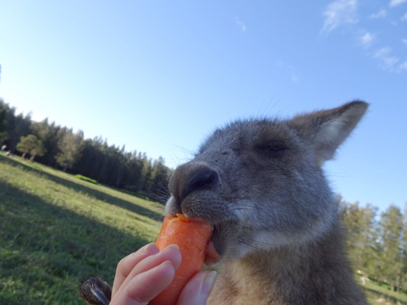 人の手からニンジンを食べるmorisset parkのカンガルー