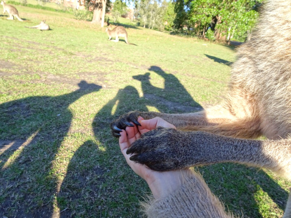 もっとちょうだいとニンジンを欲しがるカンガルーの手