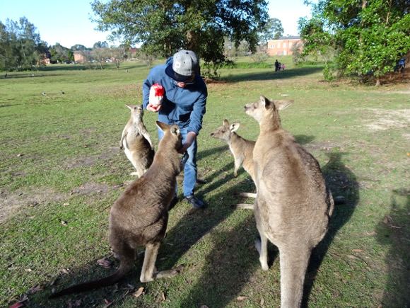 morisset parkの干しブドウが大好物のカンガルー