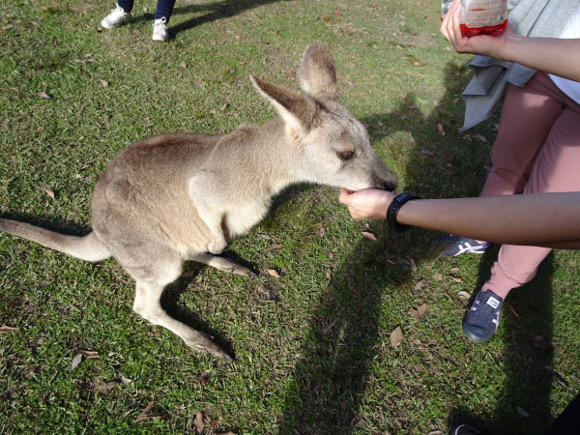 おとなしめなカンガルーも寄ってきた