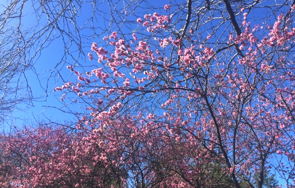 シドニーでも桜を見ることができる