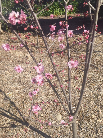 咲き始めの桜