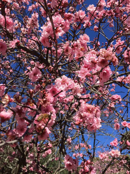 シドニーでも満開な桜が見れる
