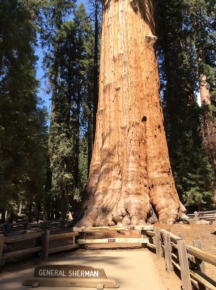 世界一周の旅 北米編 カリフォルニア州 世界一大きな木 セコイア国立公園 あの国で留学