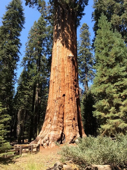 世界一周の旅 北米編 カリフォルニア州 世界一大きな木 セコイア国立公園 あの国で留学