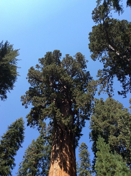 世界一周の旅 北米編 カリフォルニア州 世界一大きな木 セコイア国立公園 あの国で留学