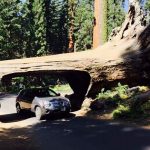 世界一周の旅　北米編：カリフォルニア州 世界一大きな木・セコイア国立公園