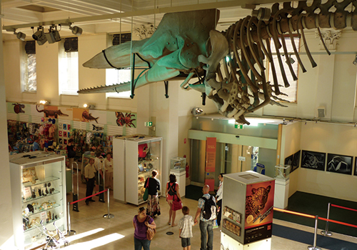 巨大なクジラの骨格がつり下げられた玄関ホール。