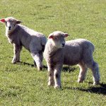 海外の常識・非常識 ニュージーランド編