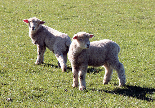 ニュージーランドの羊の写真です。