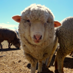 ニュージーランドの交通情報