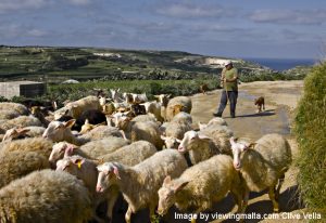 Gozo Malta