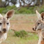 オーストラリアの大学留学