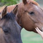 カナダのボランティア