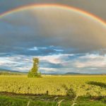 カナダのインターンシップ