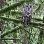 State of Oregon ・オレゴン州