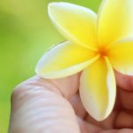 ハワイの教育制度を知ろう