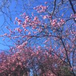 【シドニーの８月はお花見の季節！？】毎年８月に開催される“桜まつり”について予習しよう