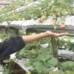 マレーシアの小中留学