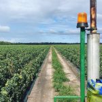 ファームでの仕事はきついけれど楽しい！ーNamiのオーストラリアワーホリ生活⑧