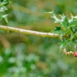 クリスマスだけじゃない！12月には世界でこんなイベントも。