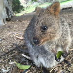 楽しかったことベスト５！ーNamiのオーストラリアワーホリ生活 12