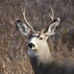 State of North Dakota・ノースダコタ州