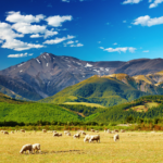 都市と自然が美しく融合！帆の町「オークランド」で社会人留学を満喫しよう♪